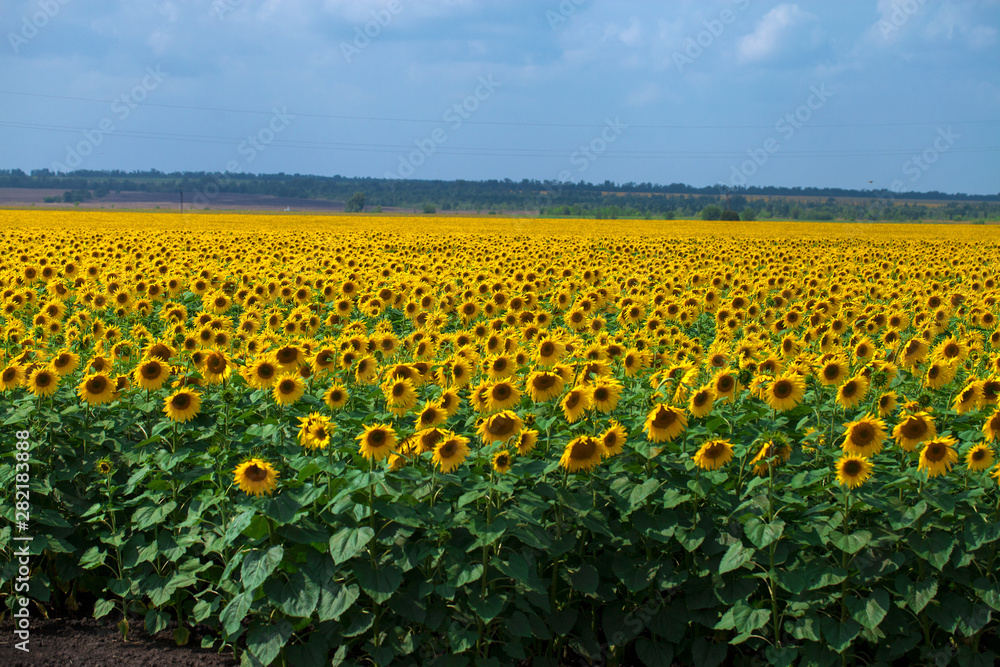 Sunflower field aтв blue sky