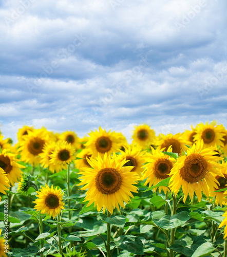 Sunflower field a     blue sky