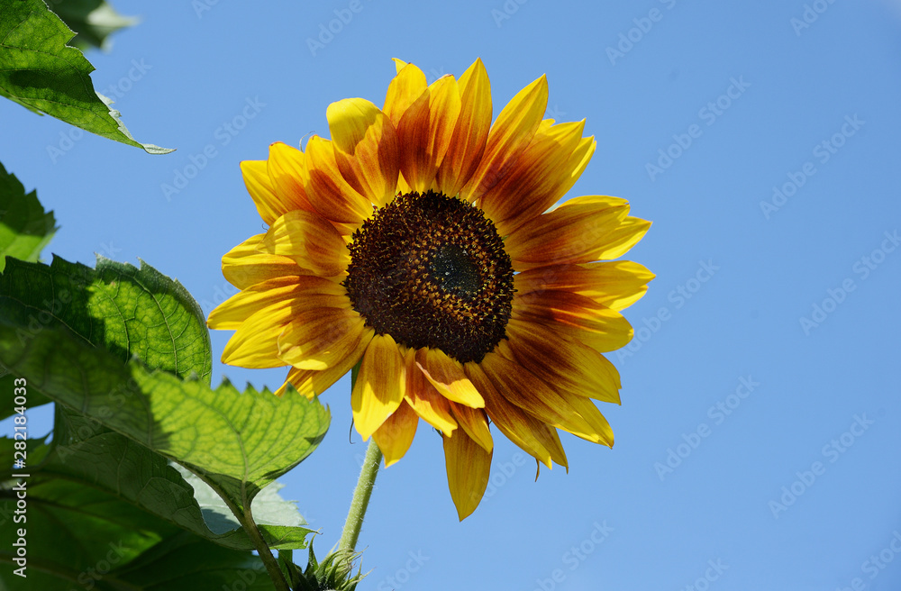 Sunflower flower