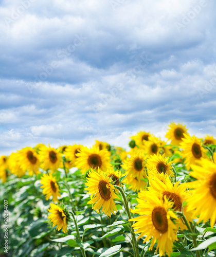 Sunflower field a     blue sky