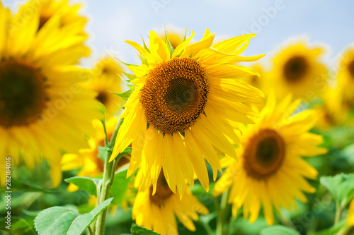 Sunflower field - summer outdoors