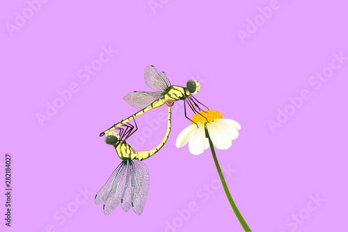 Yellow Dragonflies breed on white flower and on purple background.