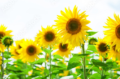 Sunflower field - summer outdoors