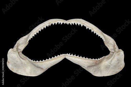 Mascella di squalo photo