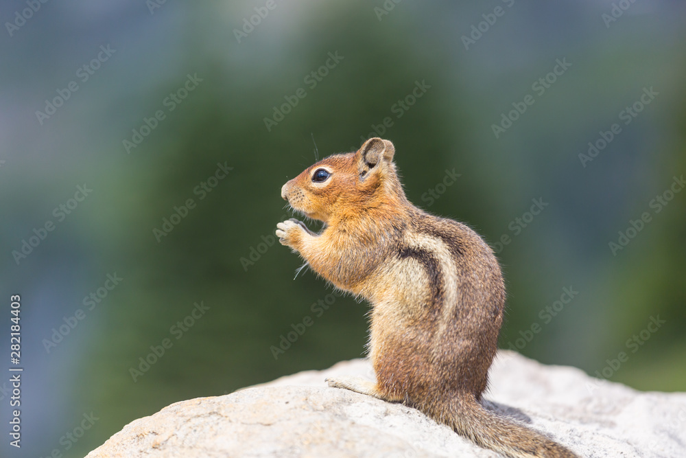 Chipmunk Chipmunk
