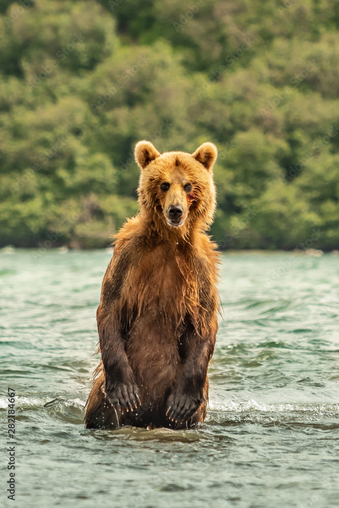 Ruling the landscape, brown bears of Kamchatka (Ursus arctos beringianus) Ruling the landscape, brown bears of Kamchatka (Ursus arctos beringianus)