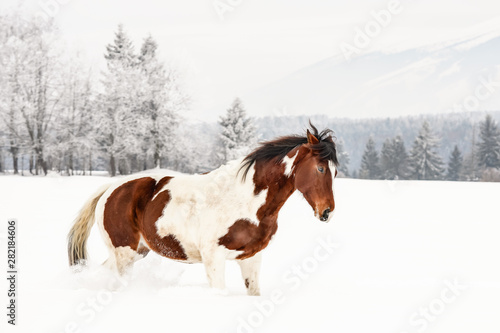 Brown and white horse, Slovak Warmblood breed, trotting on snow , blurred trees and mountains in background