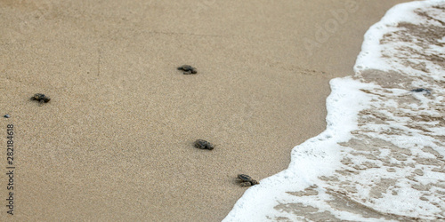 Valokuva Baby turtles, just hatched from eggs, walking on sand trying to get into sea