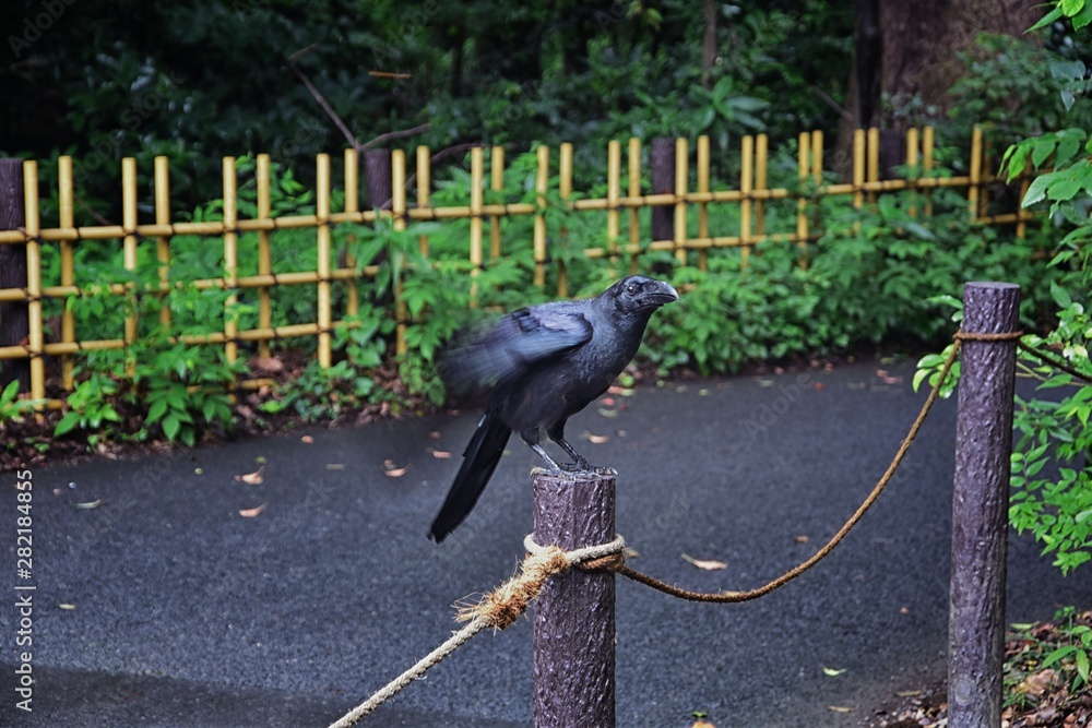 Obraz premium Raven (Corvus corax) Bird common, Close-up of a beautiful wild black from flying in flight then perched. Big graceful crow in public traditional Japanese Garden park in Tokyo, Japan. Asia.