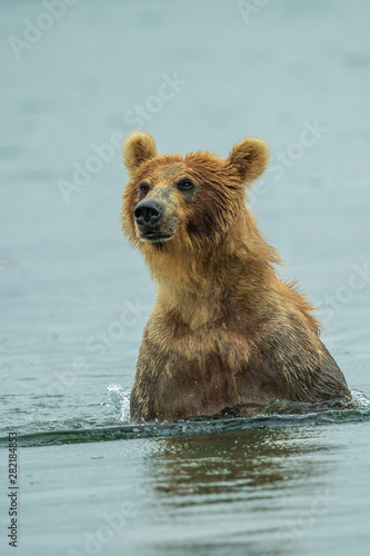 Rządząc krajobrazem, niedźwiedzie brunatne Kamczatki (Ursus arctos beringianus)