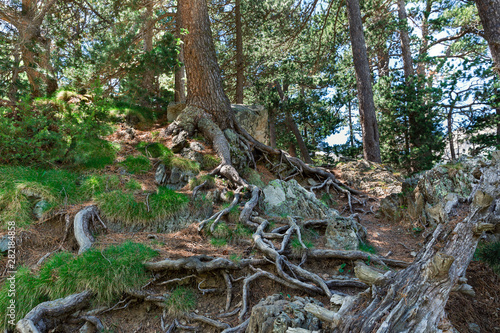  tree roots in the Pyrenees Mountains 