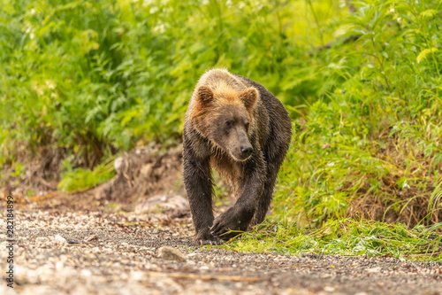 Rządząc krajobrazem, niedźwiedzie brunatne Kamczatki (Ursus arctos beringianus)