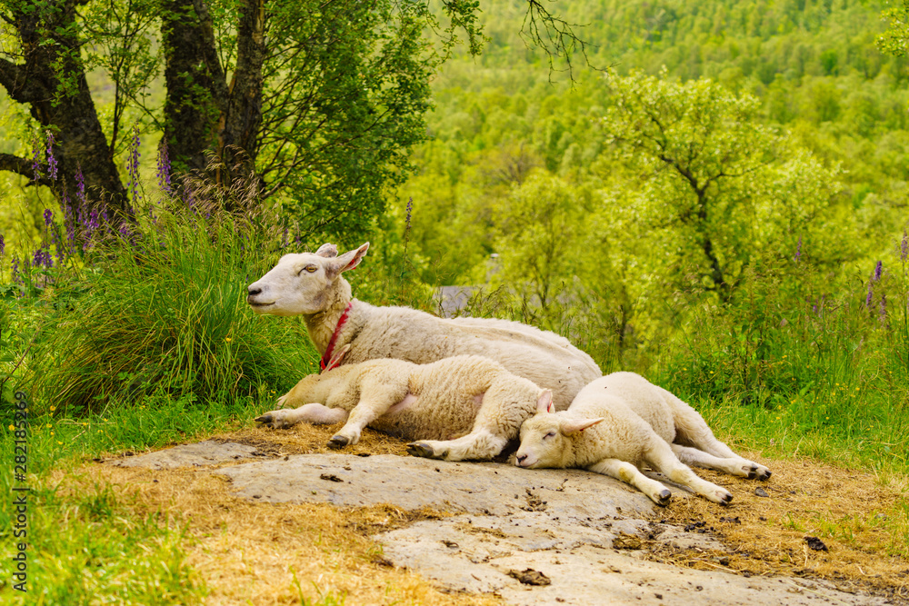 Fototapeta premium Sheep mother with lambs on meadow