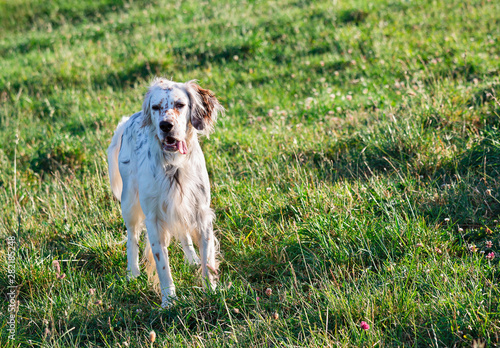 portrait english setter on a background of grass