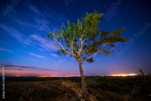 the night sky, the milky way, a lone tree and falling star