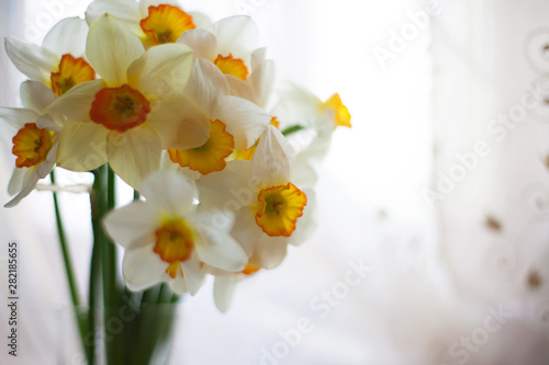 white daffodils on  windowsill.