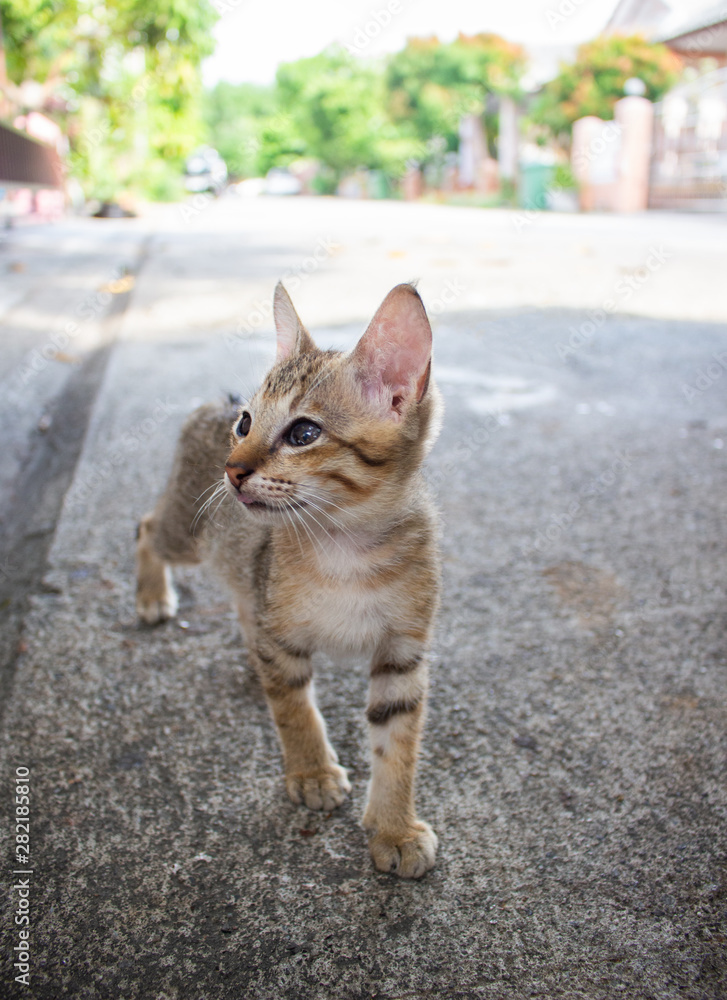 Cute little kitten standing outdoor. Tabby funny kitten with brown eyes. Animal baby theme.