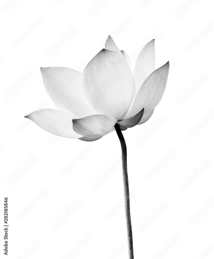 Lotus Flower Pictures Black And White Best Flower Site
