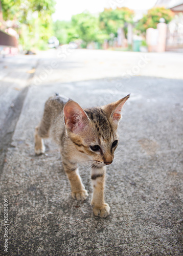 Cute little kitten standing outdoor. Tabby funny kitten with brown eyes. Animal baby theme.