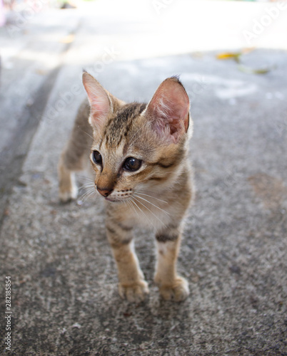 Cute little kitten standing outdoor. Tabby funny kitten with brown eyes. Animal baby theme.