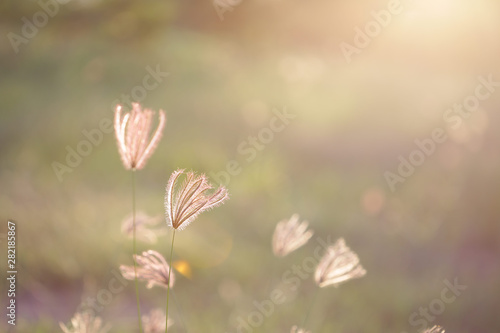 poaceae delicate flower glass background 