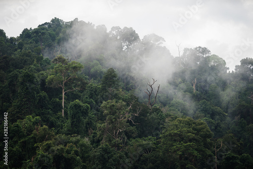 The Trees with fog after raining on the hill in tropical rain forest of Hala Bala wildlife sanctuary. Yala, Thailand. © Korradol