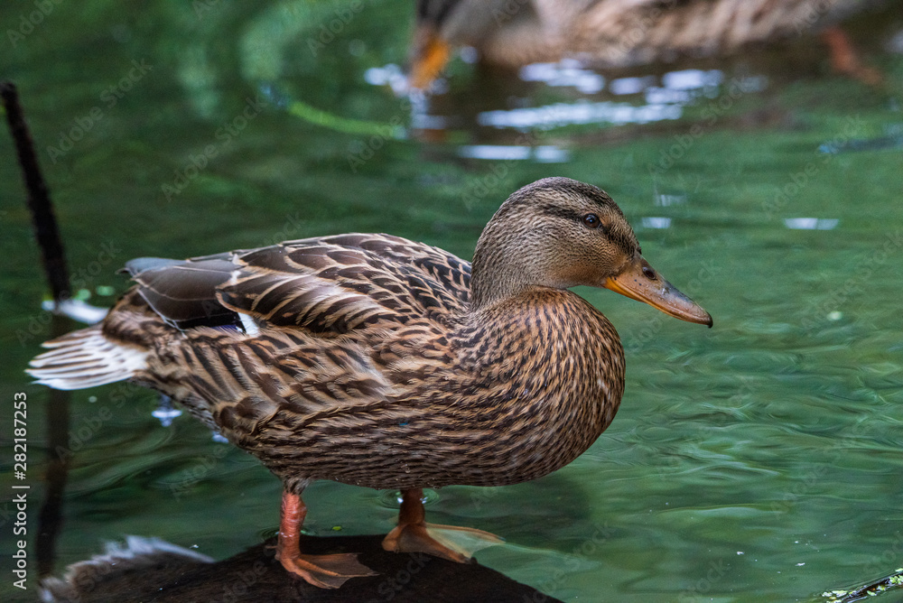 Close-up portrait of a duck in water. Close-up portrait of a duck in water.
