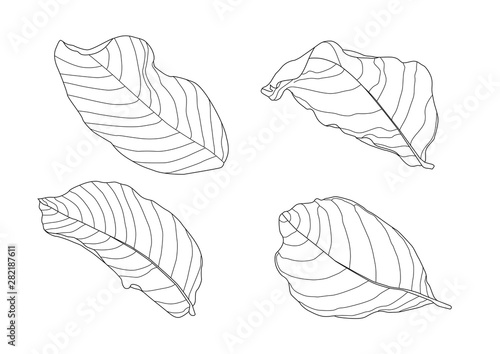 Skeletal leaves Dry leaf lined design on white background illustration vector