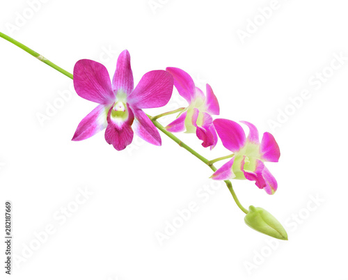 orchid flower on white background with clipping path