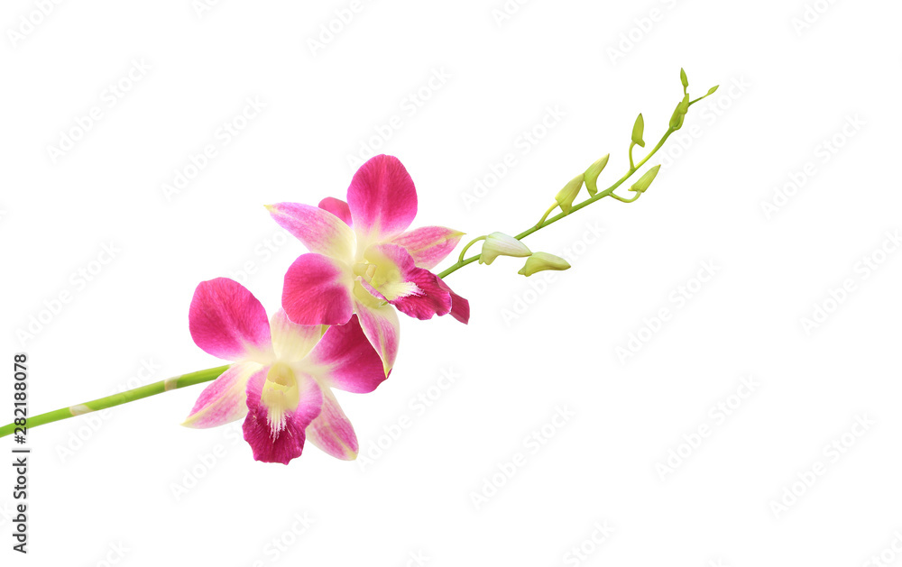 Orchind isolated white background with clipping path Orchind isolated white background with clipping path