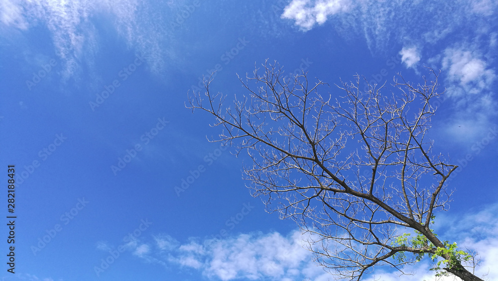 Blue sky with clouds and tree for background Blue sky with clouds and tree for background