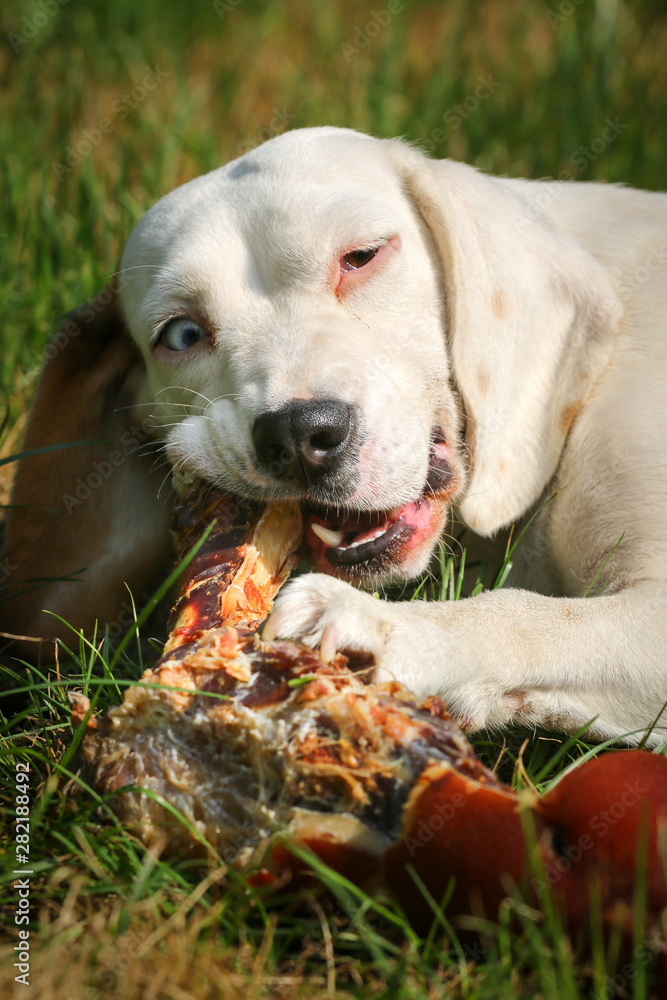 Beagle lying on meadow and eat bone