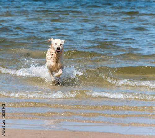 Champion Golden Retriever Running at the Beach on the Baltic Sea