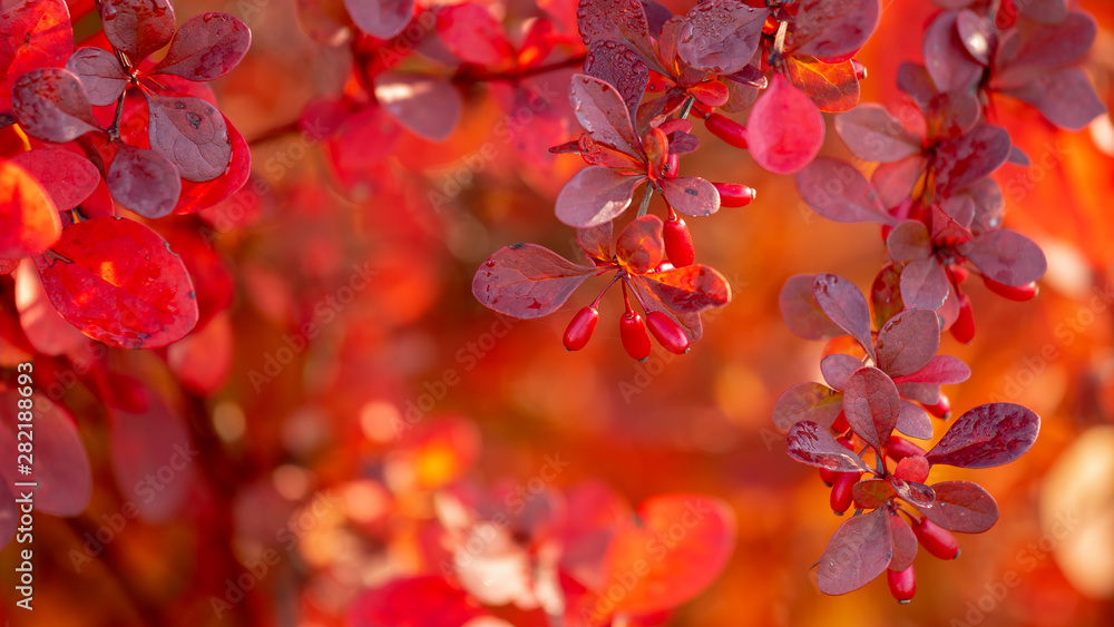 beautiful blurred bright red - orange autumn background contains berries and leaves of barberry. natural background for any design, for the site. selective focus, blur. copy space. beautiful blurred bright red - orange autumn background contains berries and leaves of barberry. natural background for any design, for the site. selective focus, blur. copy space.