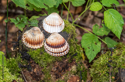 Three Shells on a Tree Stump with Moss in a Lush Forest