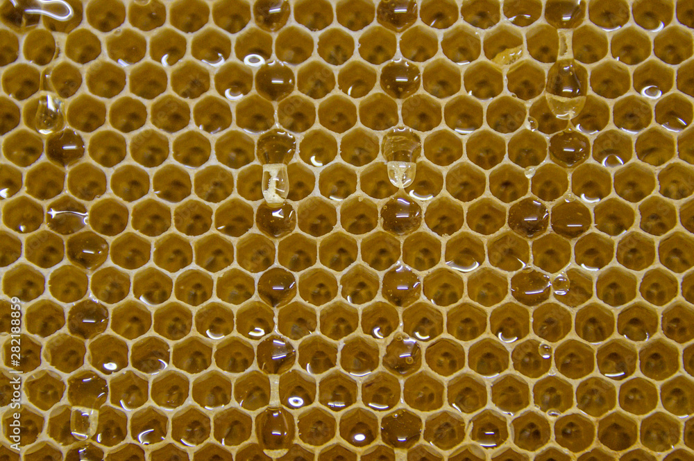 Glossy yellow golden honey comb sweet honeycomb drips flow during harvest background honeybee theme Glossy yellow golden honey comb sweet honeycomb drips flow during harvest background honeybee theme