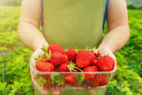 Unrecognizable man holding a box with fresh ripe strawberries in a filed