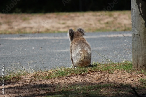 Photography Koala (Phascolarctos cinereus) crossing road, North Stradbroke Island, Australia