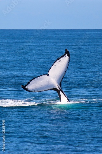Humpback whale  Megaptera novaeangliae  tail  Gold Coast  Australia