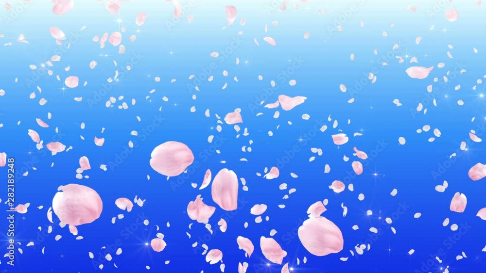 Cherry blossom petals dance in wind. Cherry blossom petals dance in wind.
