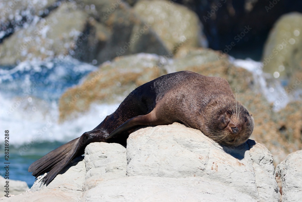 Fototapeta premium New Zealand fur seal female sleeping on rock, Kaikoura, New Zealand, Aotearoa