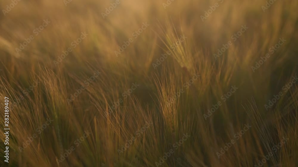 Close up grass on sunset blow by the wind field sunlight green sunshine sun plant beautiful slow motion Close up grass on sunset blow by the wind field sunlight green sunshine sun plant beautiful slow motion