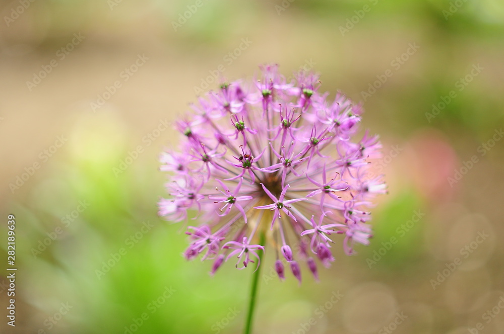 Flower ball with pink stamens, blurred background Flower ball with pink stamens, blurred background