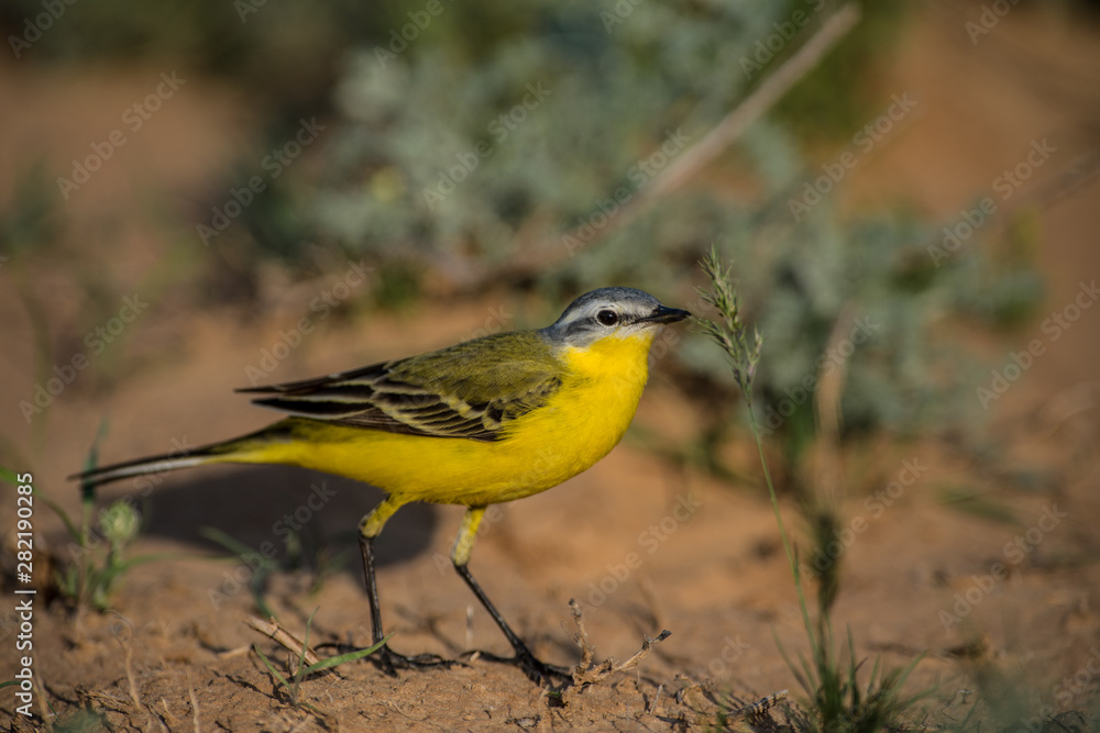 The Yellow wagtail or Motacilla flava The Yellow wagtail or Motacilla flava