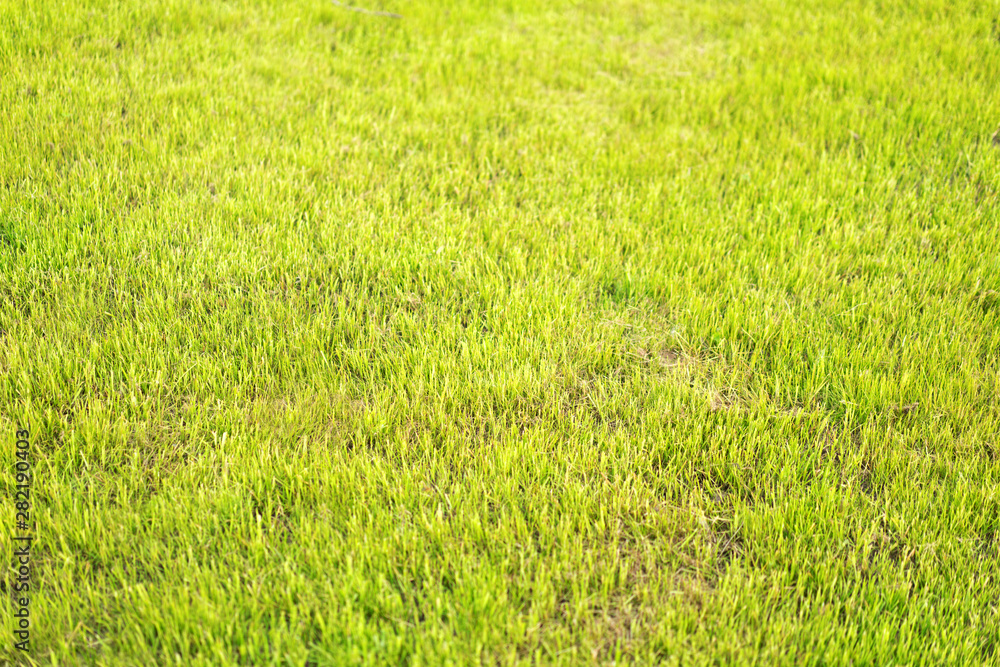 Beautiful fresh green grass, selective focus with a blurred background. Beautiful fresh green grass, selective focus with a blurred background.