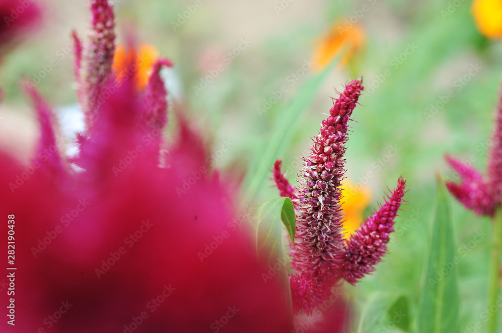 Celosia flowers with natural light on summer Celosia flowers with natural light on summer