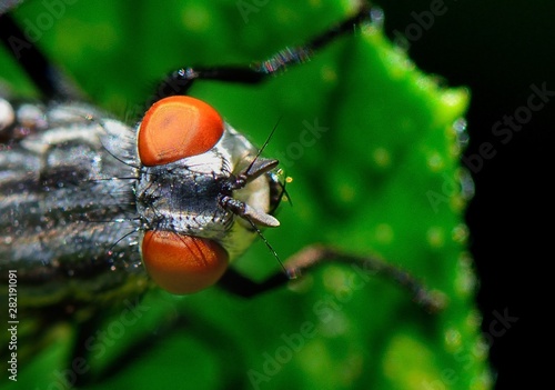  Diptères mouches Sarcophaga carnaria sur fond noir photo