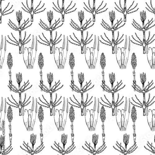Botanical seamless pattern in vintage style. Various leaves of ferns, cones, horsetail, calamus, sow thistle, wheat grass, holly. Vector engraving black and white illustration.