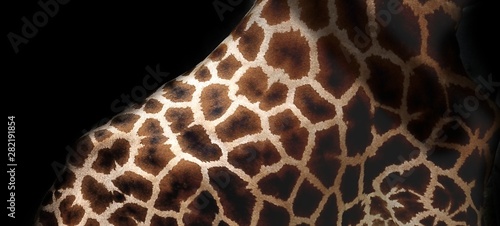 corps de girafe sur fond noir
