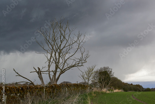 The Storm Clouds gathering above a dead tree one April's day over Farmland at Colliston in Angus. photo